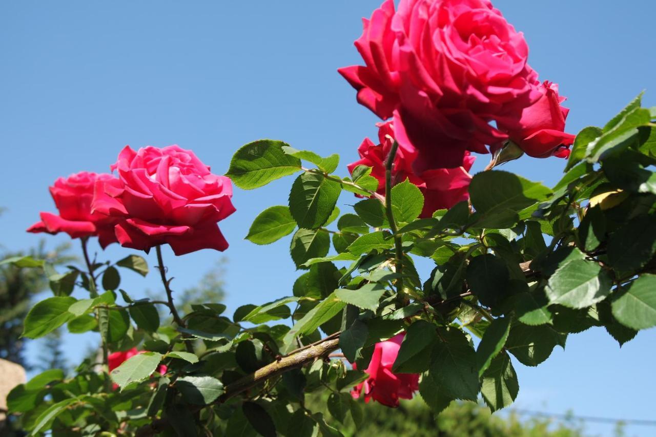 Mas Grimaud - Gite- Et D'hotes Familiales Bed & Breakfast